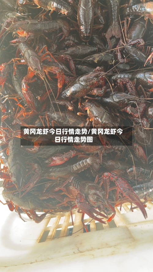 黄冈龙虾今日行情走势/黄冈龙虾今日行情走势图