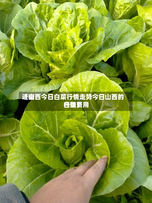 近来【山西今日白菜行情走势今日山西的白菜费用行情】