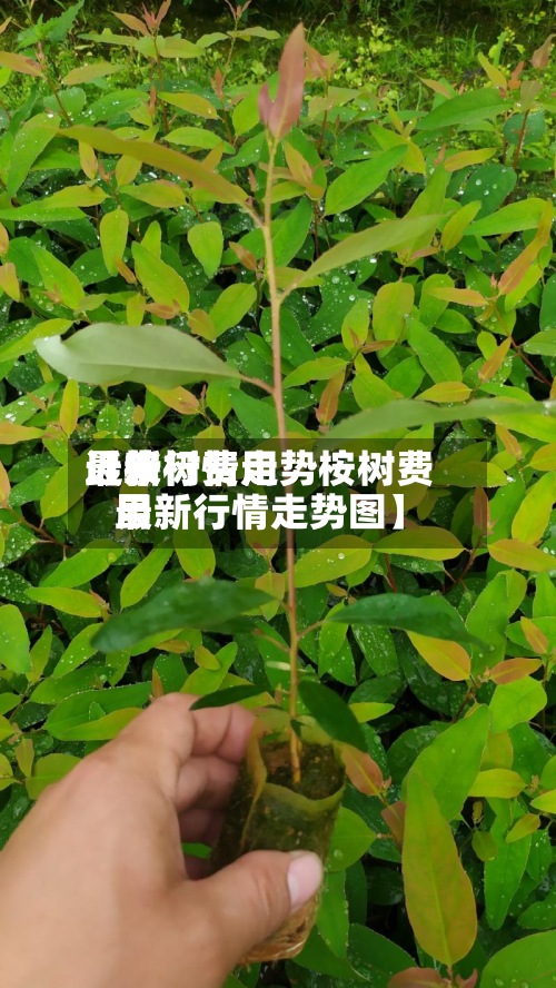 近来【桉树费用最新行情走势桉树费用最新行情走势图】