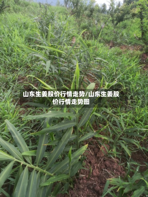 山东生姜股价行情走势/山东生姜股价行情走势图