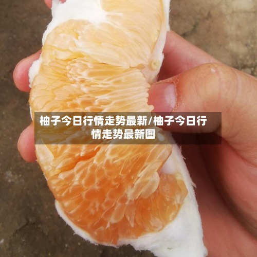 柚子今日行情走势最新/柚子今日行情走势最新图-第2张图片