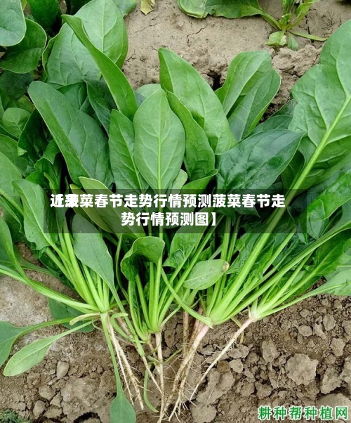 近来【菠菜春节走势行情预测菠菜春节走势行情预测图】-第2张图片