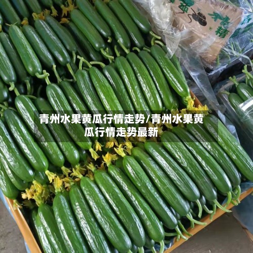 青州水果黄瓜行情走势/青州水果黄瓜行情走势最新
