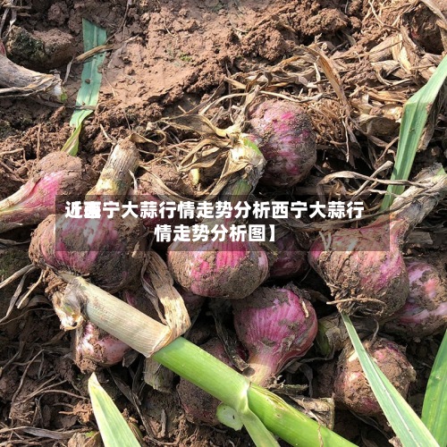 近来【西宁大蒜行情走势分析西宁大蒜行情走势分析图】