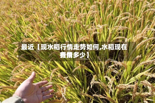 最近【现水稻行情走势如何,水稻现在费用行情多少】-第3张图片