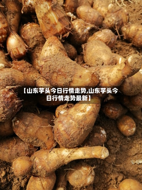 【山东芋头今日行情走势,山东芋头今日行情走势最新】