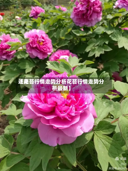 近来【花苔行情走势分析花苔行情走势分析最新】