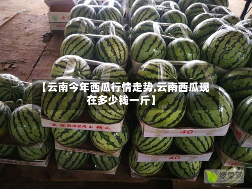 【云南今年西瓜行情走势,云南西瓜现在多少钱一斤】-第2张图片