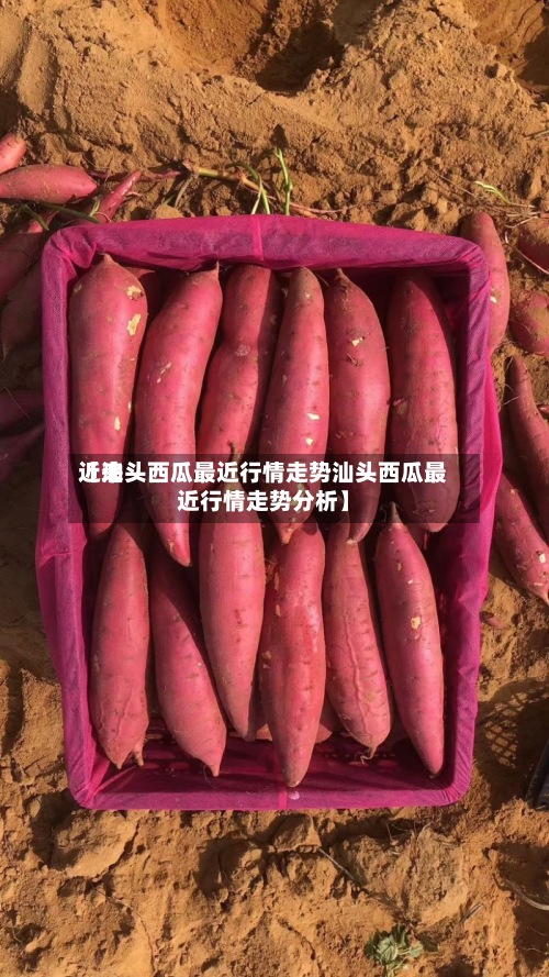 近来【汕头西瓜最近行情走势汕头西瓜最近行情走势分析】-第2张图片