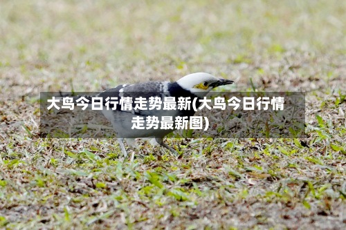 大鸟今日行情走势最新(大鸟今日行情走势最新图)