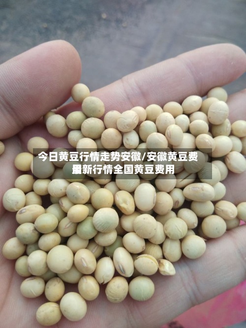 今日黄豆行情走势安徽/安徽黄豆费用
最新行情全国黄豆费用