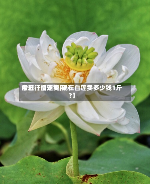 最近【白莲费用今日行情走势,现在白莲卖多少钱1斤?】-第2张图片