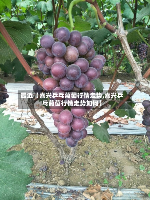 最近【嘉兴乒乓葡萄行情走势,嘉兴乒乓葡萄行情走势如何】-第2张图片