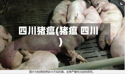 四川猪瘟(猪瘟 四川)-第3张图片