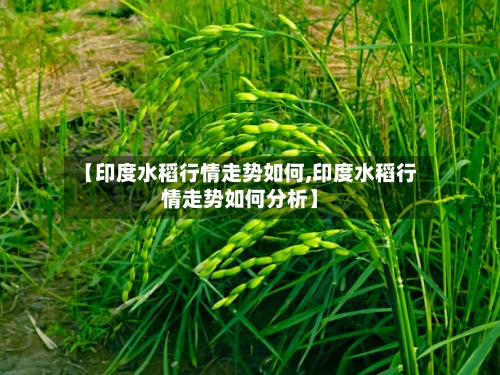 【印度水稻行情走势如何,印度水稻行情走势如何分析】