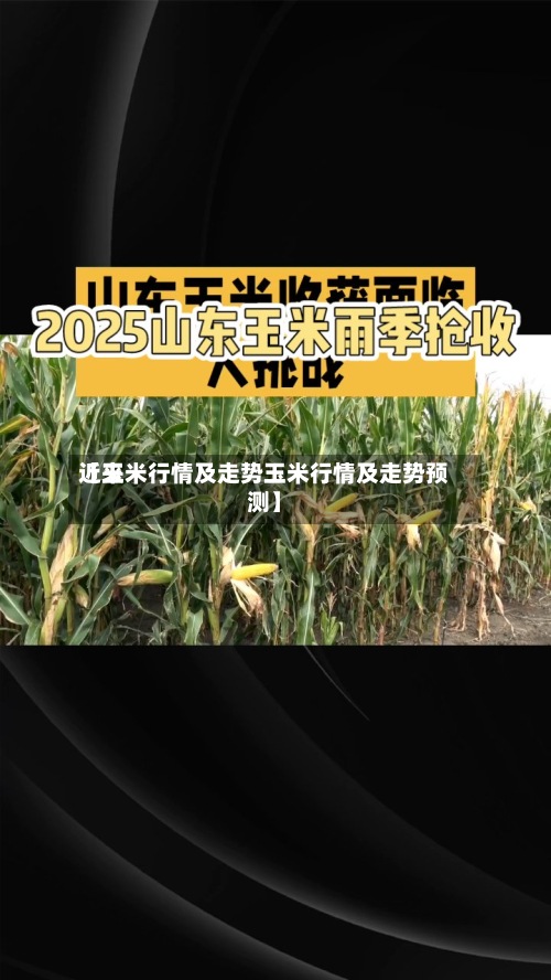 近来【玉米行情及走势玉米行情及走势预测】