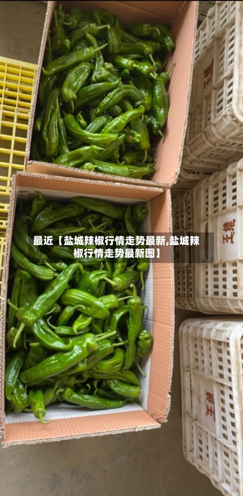 最近【盐城辣椒行情走势最新,盐城辣椒行情走势最新图】