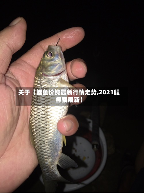 关于【鲤鱼价钱最新行情走势,2021鲤鱼费用行情最新】