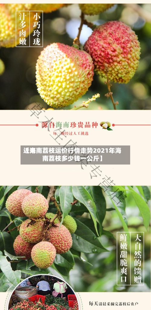 近来
【海南荔枝运价行情走势2021年海南荔枝多少钱一公斤】