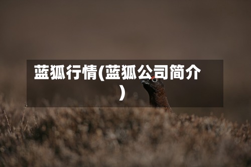蓝狐行情(蓝狐公司简介)