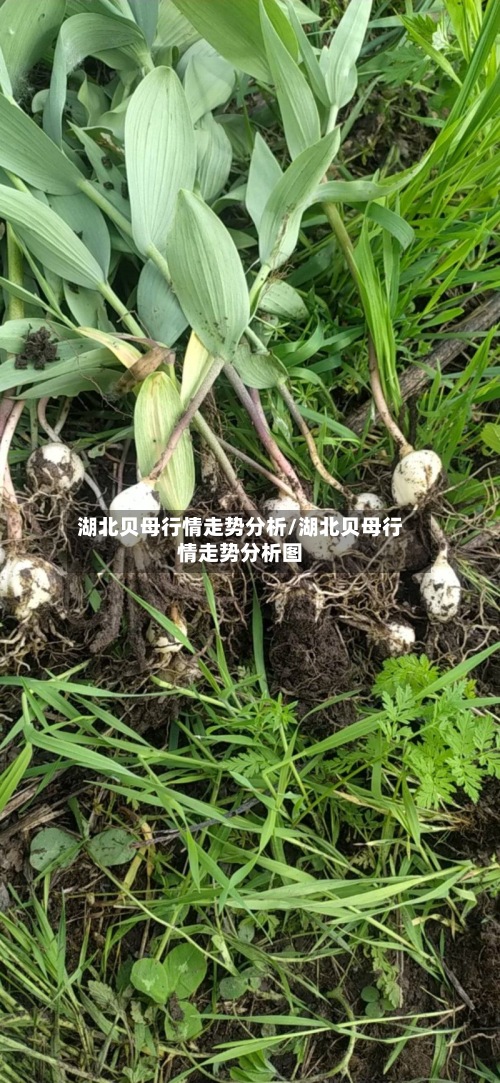 湖北贝母行情走势分析/湖北贝母行情走势分析图-第2张图片