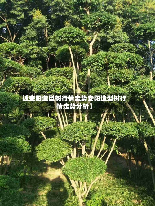 近来【安阳造型树行情走势安阳造型树行情走势分析】-第2张图片
