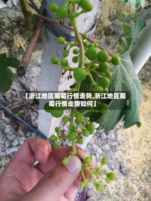 【浙江地区葡萄行情走势,浙江地区葡萄行情走势如何】-第3张图片
