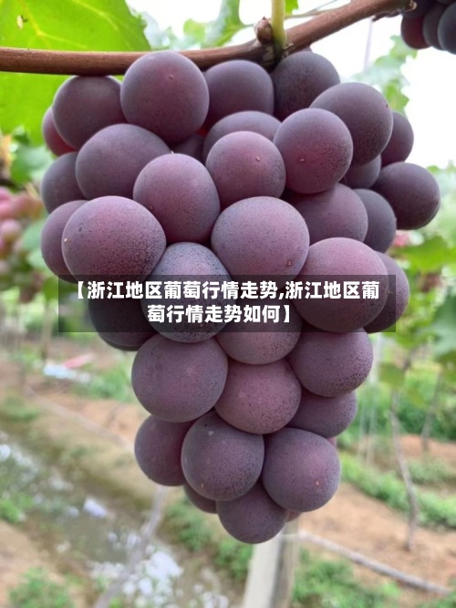 【浙江地区葡萄行情走势,浙江地区葡萄行情走势如何】-第2张图片