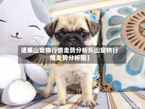 近来【乐山宠物行情走势分析乐山宠物行情走势分析图】-第2张图片