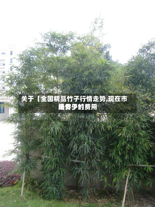 关于【全国精品竹子行情走势,现在市场竹子的费用是多少?】-第2张图片