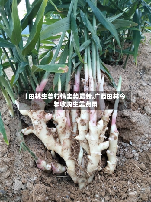 【田林生姜行情走势最新,广西田林今年收购生姜费用】