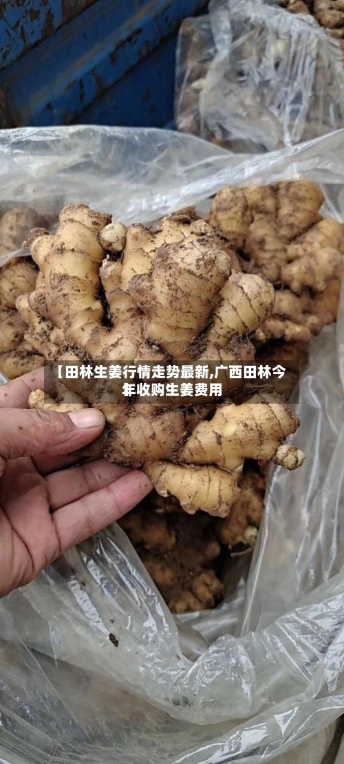 【田林生姜行情走势最新,广西田林今年收购生姜费用
】-第2张图片