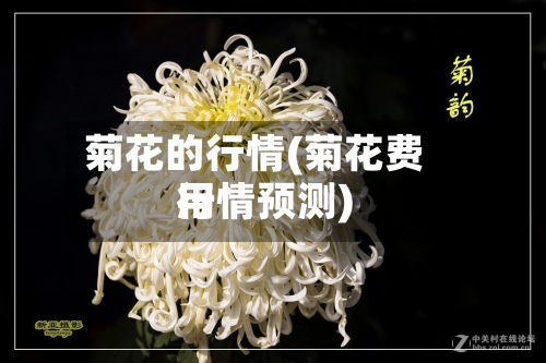菊花的行情(菊花费用行情预测)