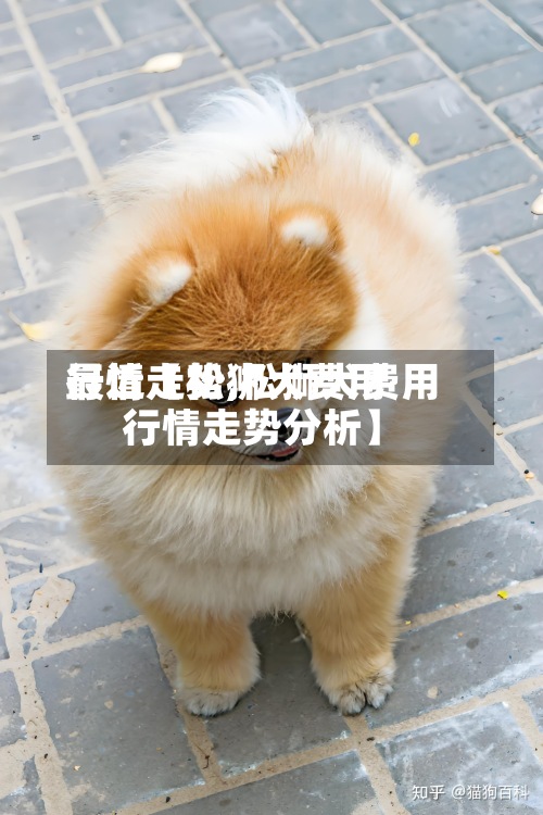 最近【松狮犬费用
行情走势,松狮犬费用
行情走势分析】