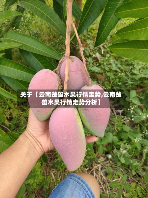 关于【云南楚雄水果行情走势,云南楚雄水果行情走势分析】