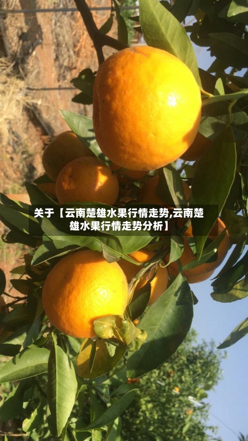 关于【云南楚雄水果行情走势,云南楚雄水果行情走势分析】-第2张图片