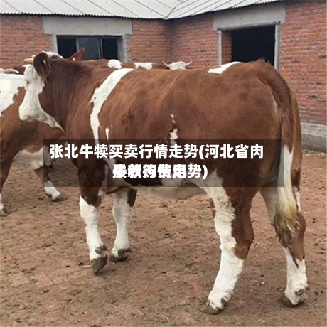 张北牛犊买卖行情走势(河北省肉牛收购费用最新行情走势)-第2张图片