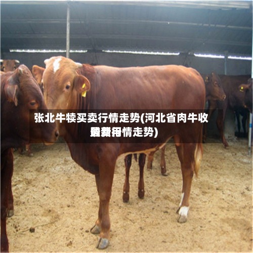张北牛犊买卖行情走势(河北省肉牛收购费用最新行情走势)
