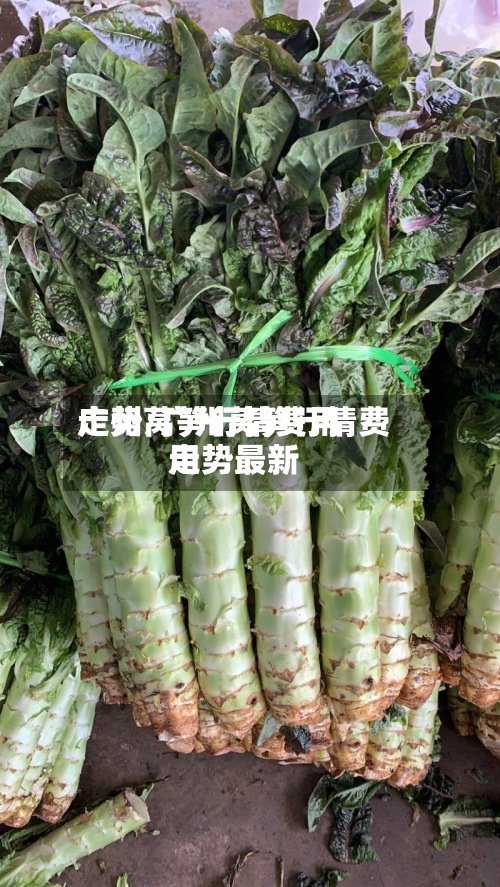 广州莴笋行情费用走势/广州莴笋行情费用走势最新-第3张图片