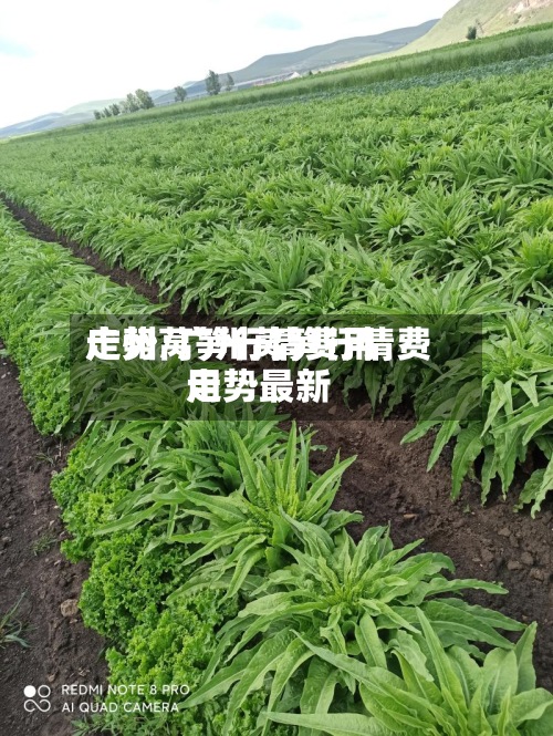 广州莴笋行情费用走势/广州莴笋行情费用走势最新-第2张图片