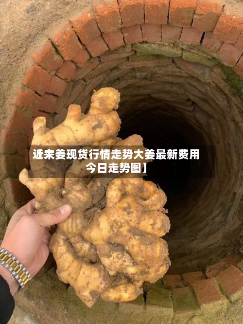 近来【大姜现货行情走势大姜最新费用今日走势图】